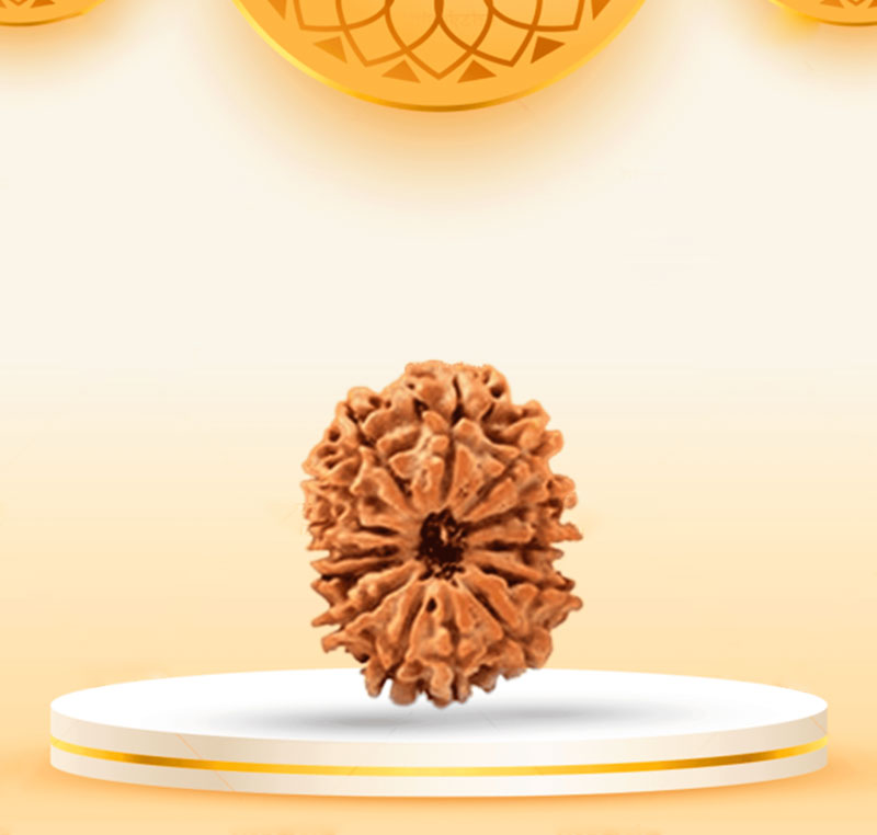 14Mukhi