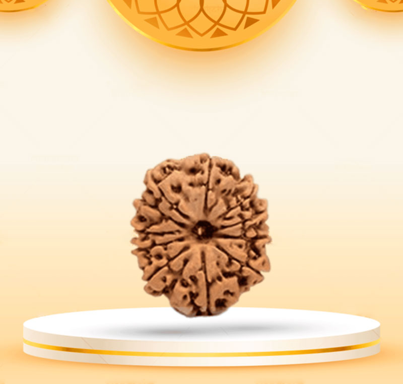 11Mukhi